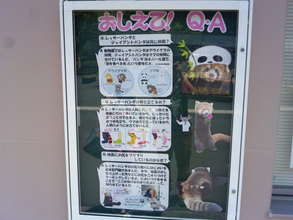 日本平動物園　レッサーパンダ