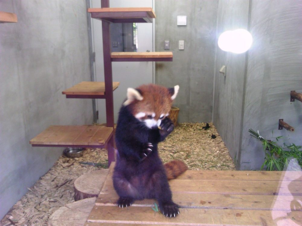 sizuoka-nihondaira-zoo12