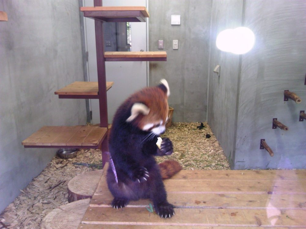 日本平動物園　レッサーパンダ3