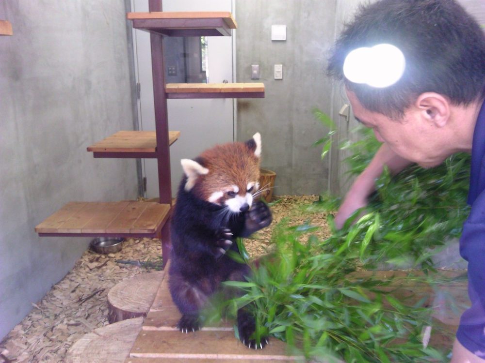 日本平動物園　レッサーパンダ4