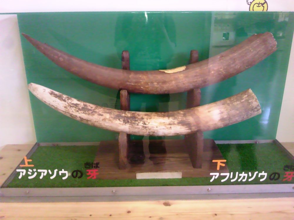 日本平動物園　ビジターセンター5
