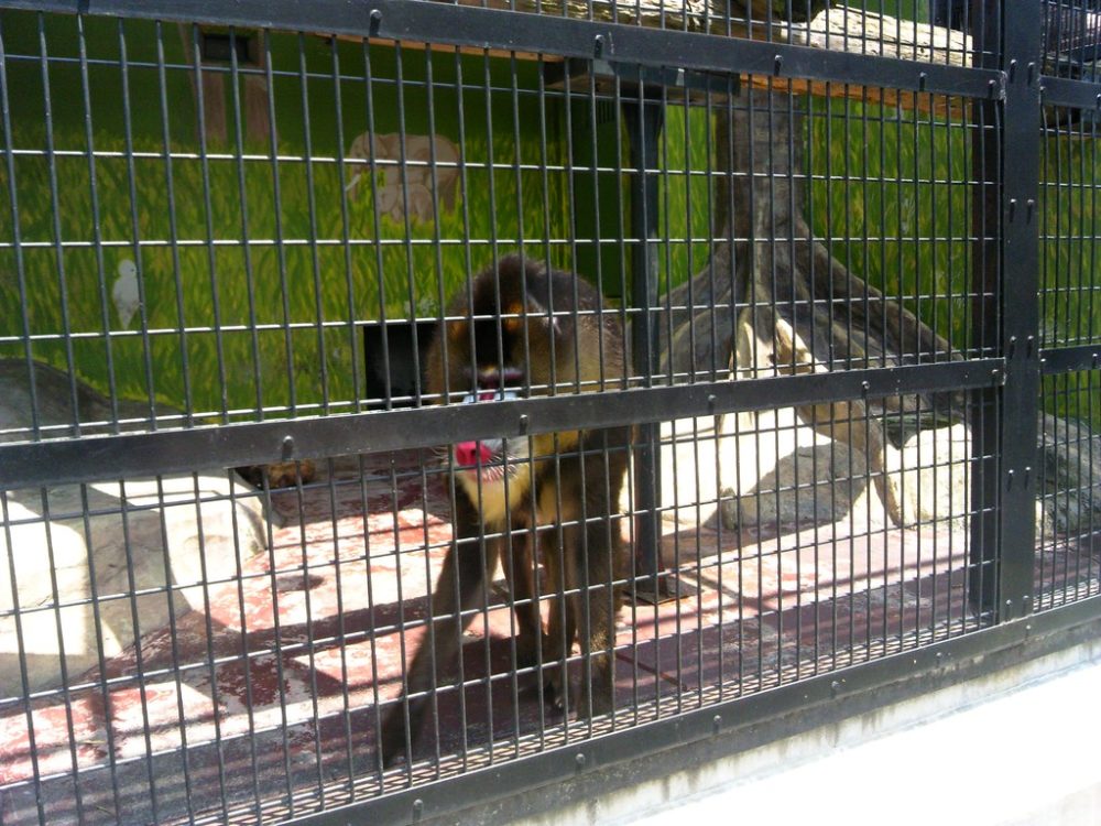 日本平動物園　マンドリル