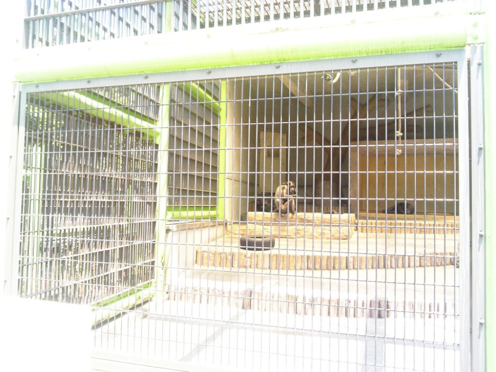 日本平動物園　チンパンジー