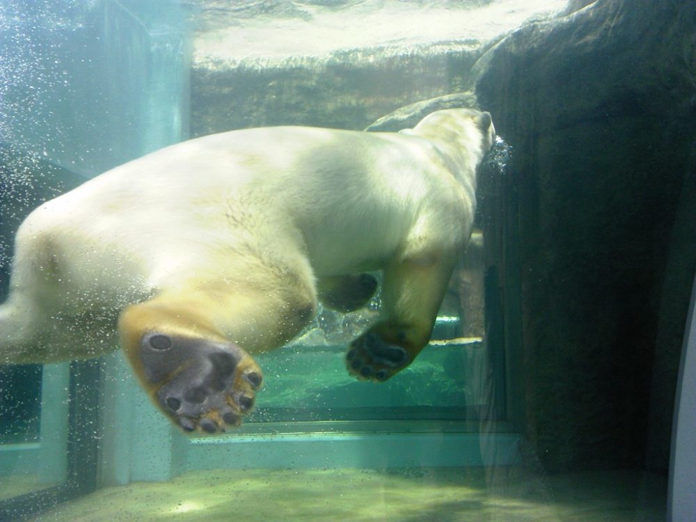 日本平動物園　猛獣館299 4