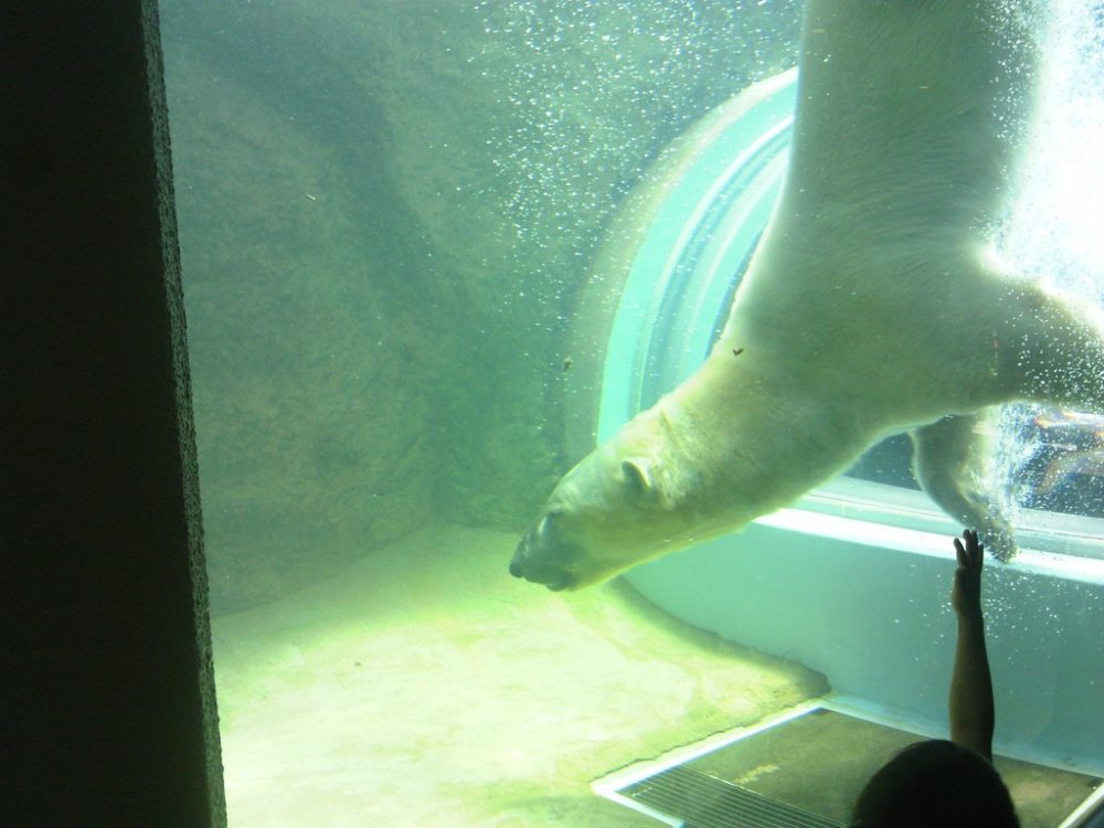 日本平動物園　猛獣館299 6