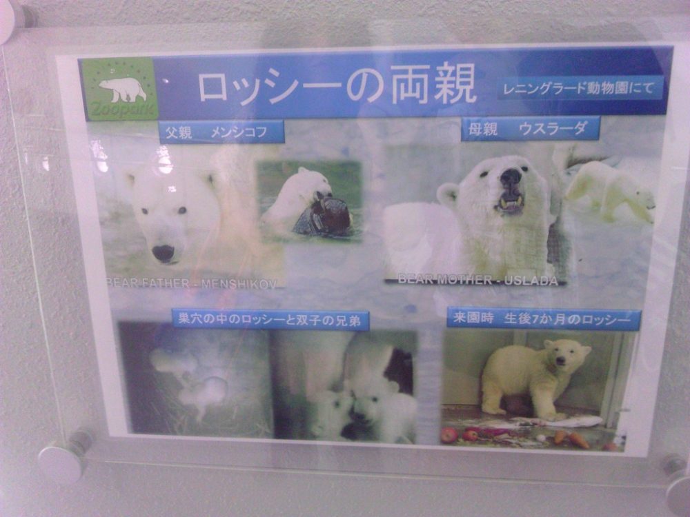 日本平動物園　猛獣館299 7