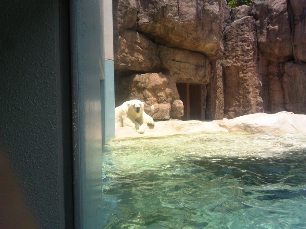 日本平動物園　猛獣館299 8