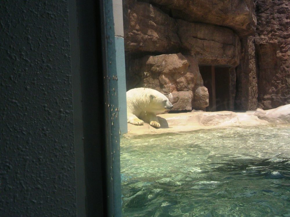 日本平動物園　猛獣館299 9