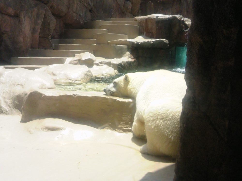 日本平動物園　猛獣館299 12