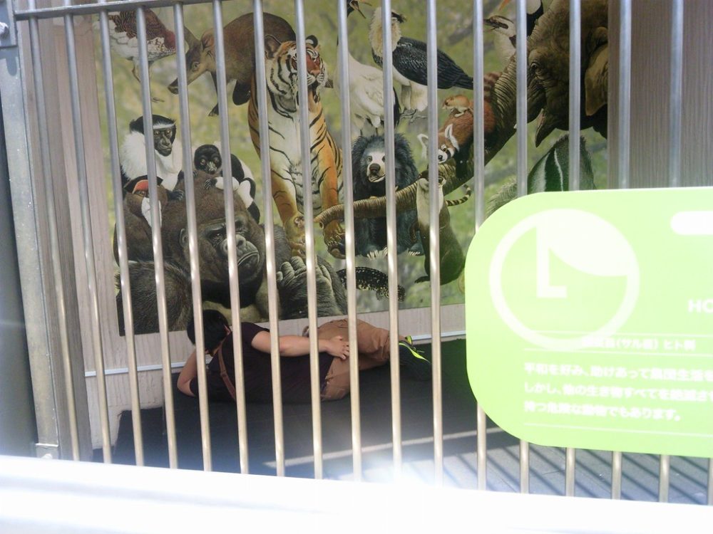 日本平動物園のヒト科の動物