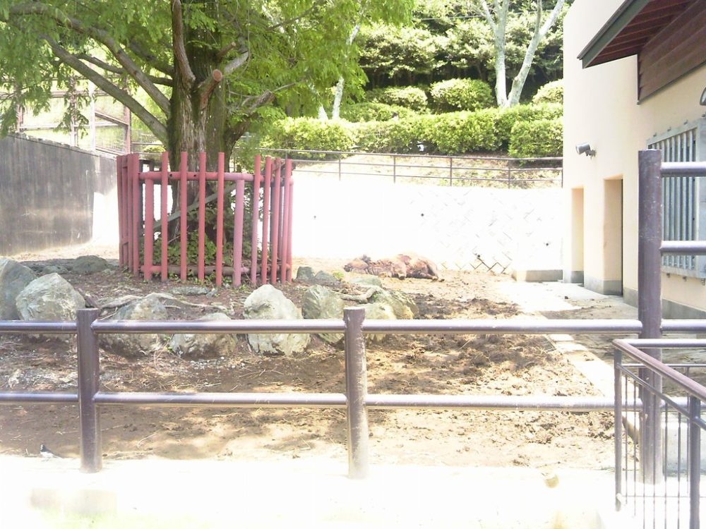 日本平動物園　アメリカバイソン2