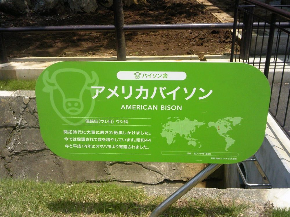 日本平動物園　アメリカバイソン