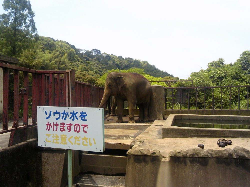 日本平動物園　アジアゾウ2