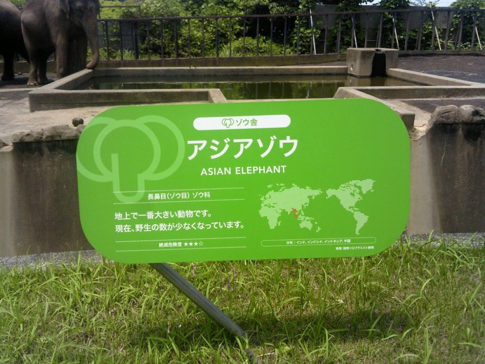 日本平動物園　アジアゾウ