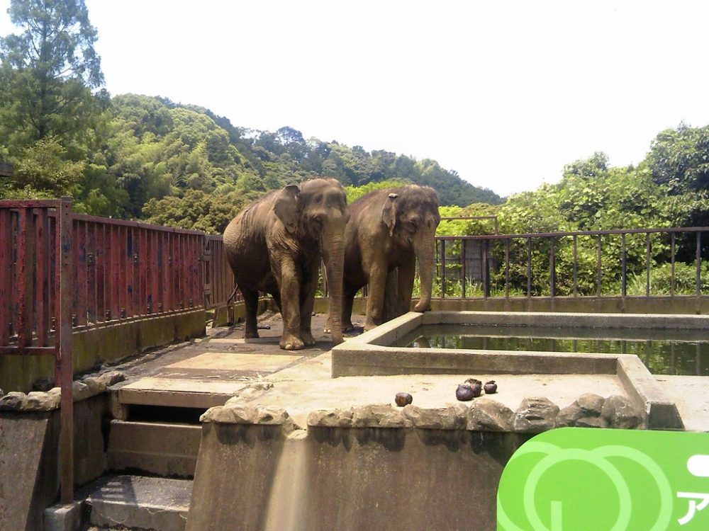 日本平動物園　アジアゾウ3