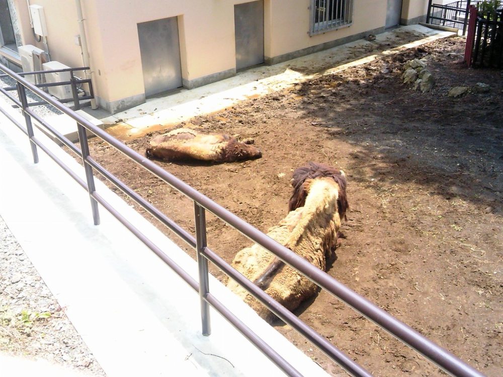 日本平動物園　アメリカバイソン3