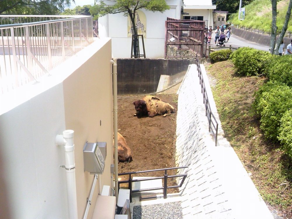 日本平動物園　アメリカバイソン4