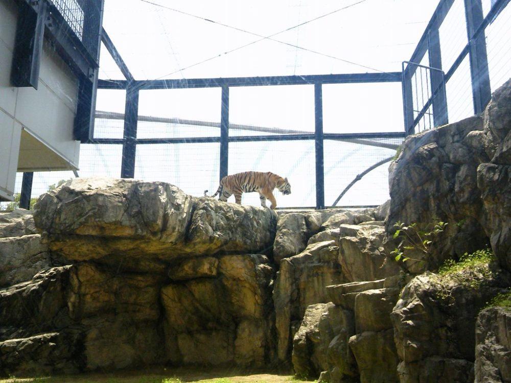 日本平動物園　トラ