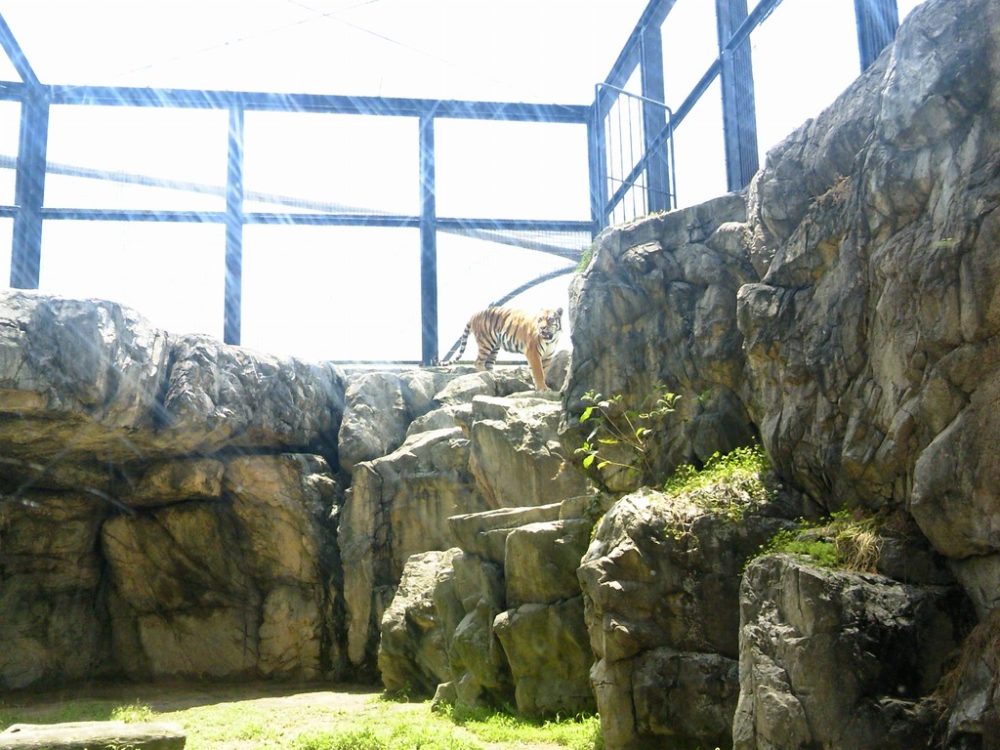 日本平動物園　トラ2