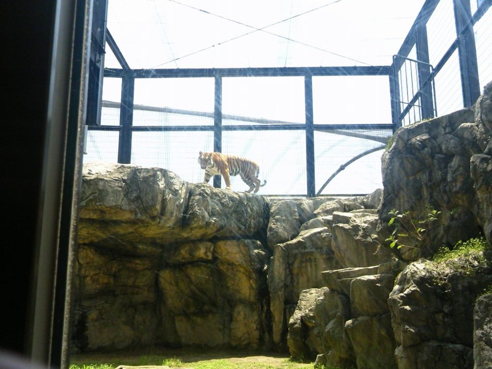 日本平動物園　トラ3