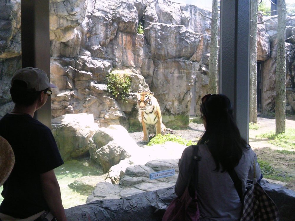 日本平動物園　トラ4