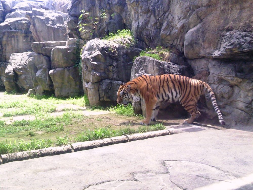 日本平動物園　トラ5