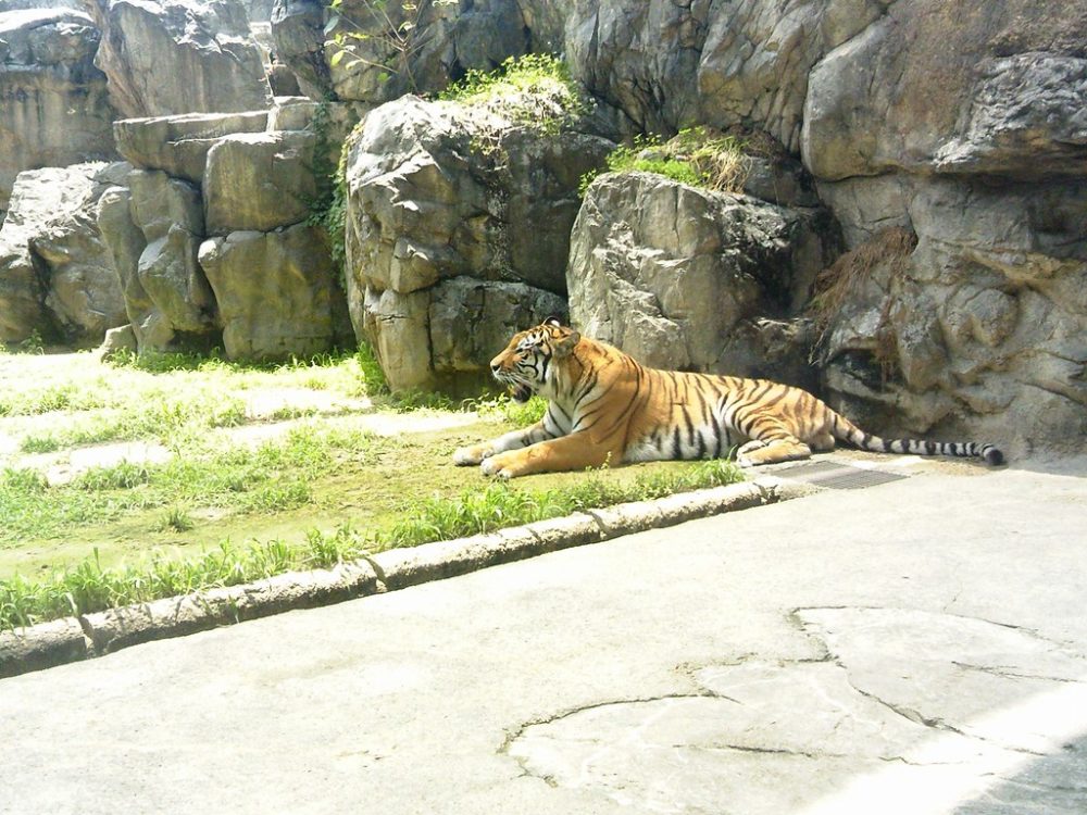 日本平動物園　トラ8