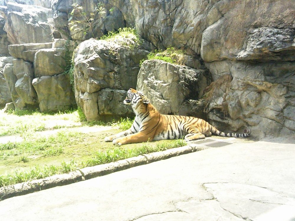 日本平動物園　トラ9