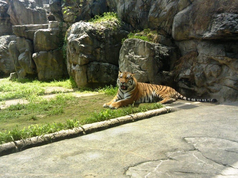 日本平動物園　トラ10