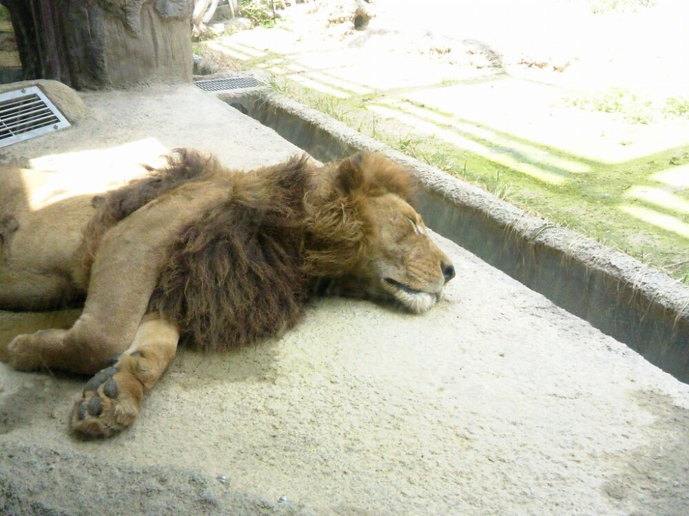日本平動物園　ライオン1