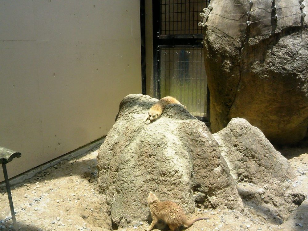 日本平動物園　ミーアキャット3
