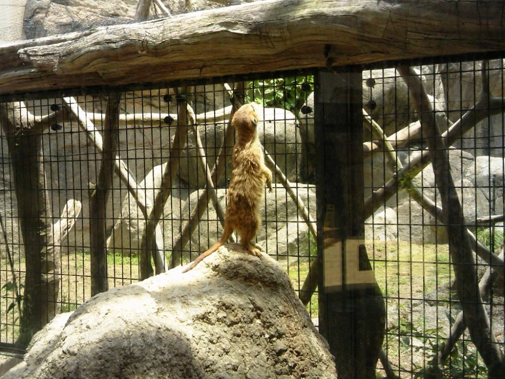 日本平動物園　ミーアキャット2