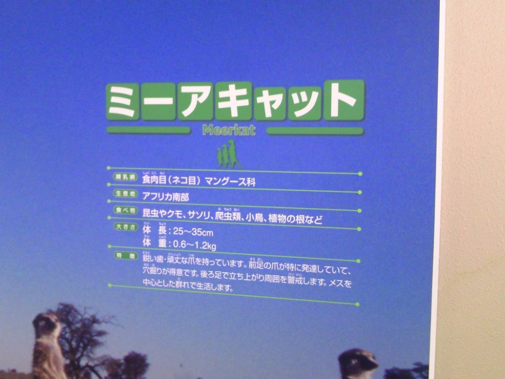 日本平動物園　ミーアキャット