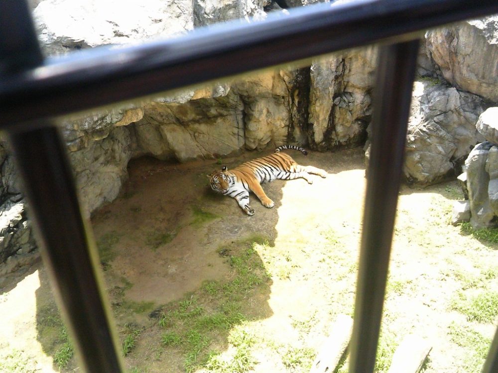 日本平動物園　トラ12