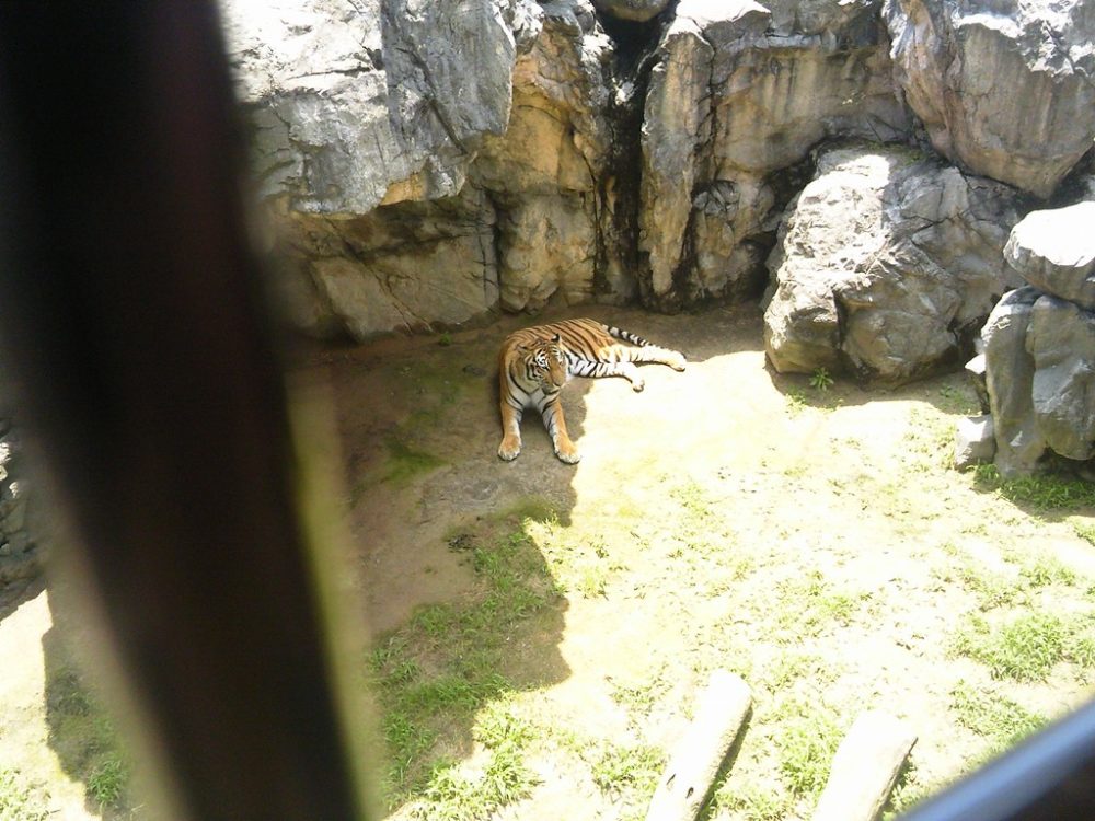 日本平動物園　トラ11