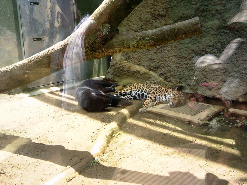 日本平動物園　ジャガー2