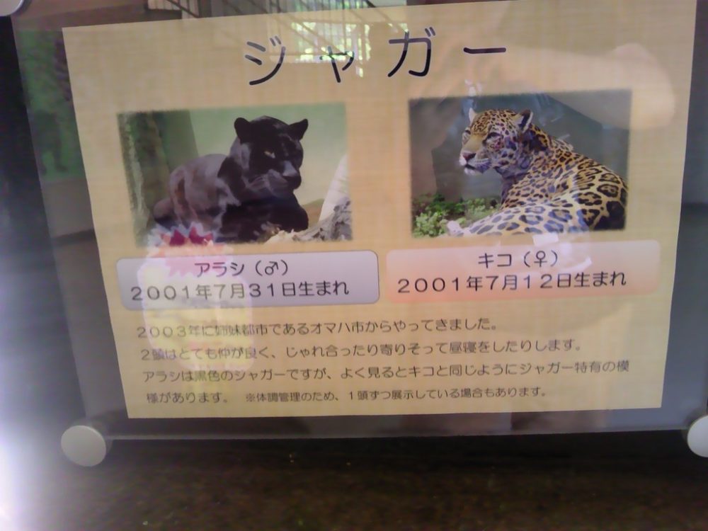 日本平動物園　ジャガー
