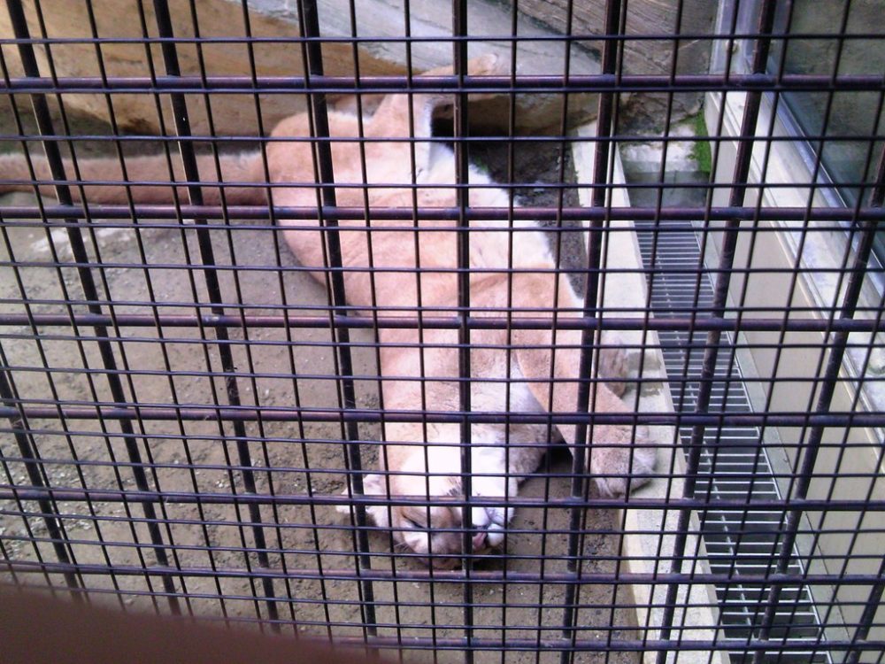 日本平動物園　ピューマ2