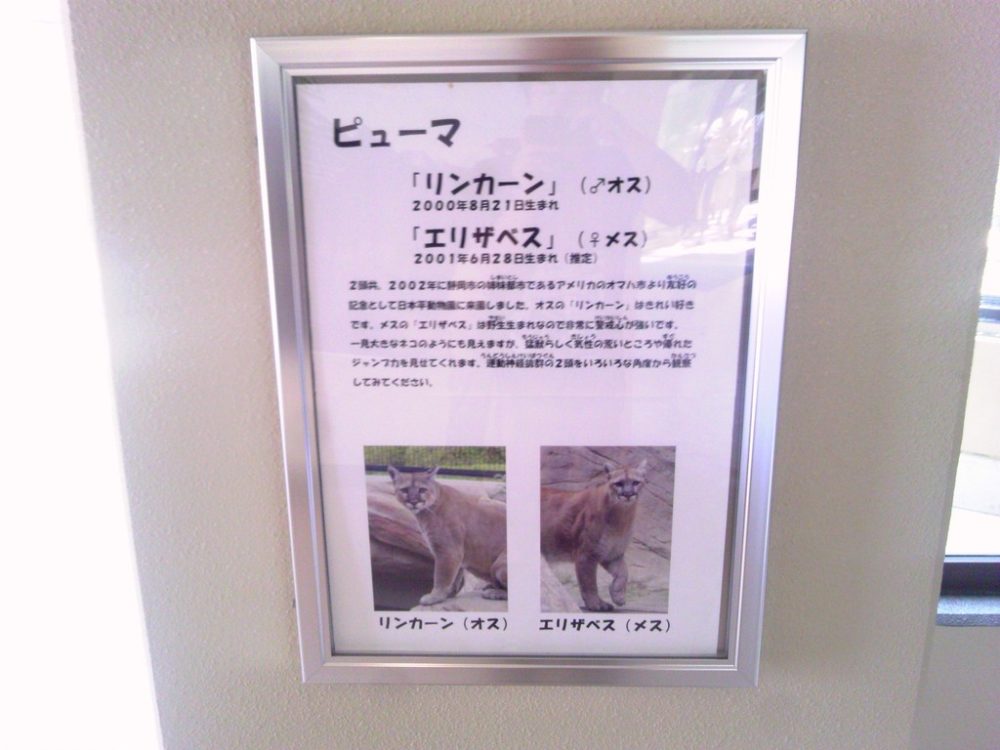日本平動物園　ピューマ