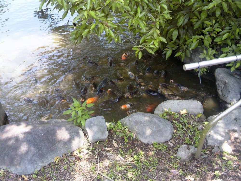 日本平動物園　野鳥の森
