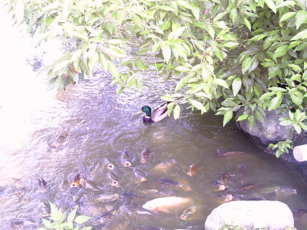 日本平動物園　野鳥の森3