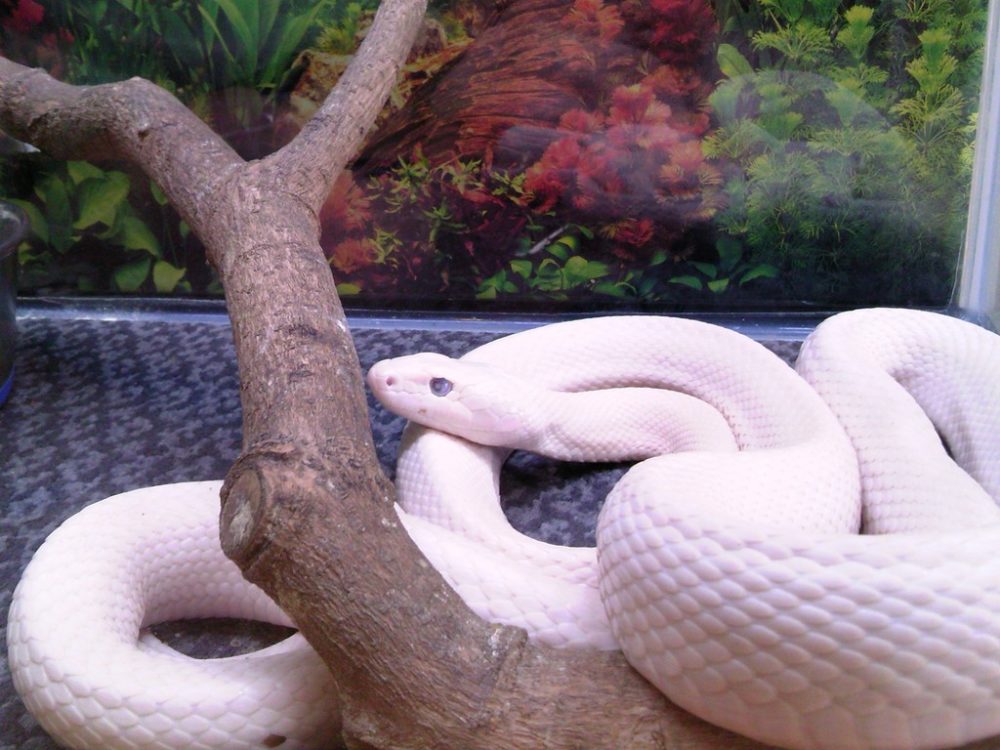 日本平動物園　は虫類館　リューシスティックテキサスラットスネーク
