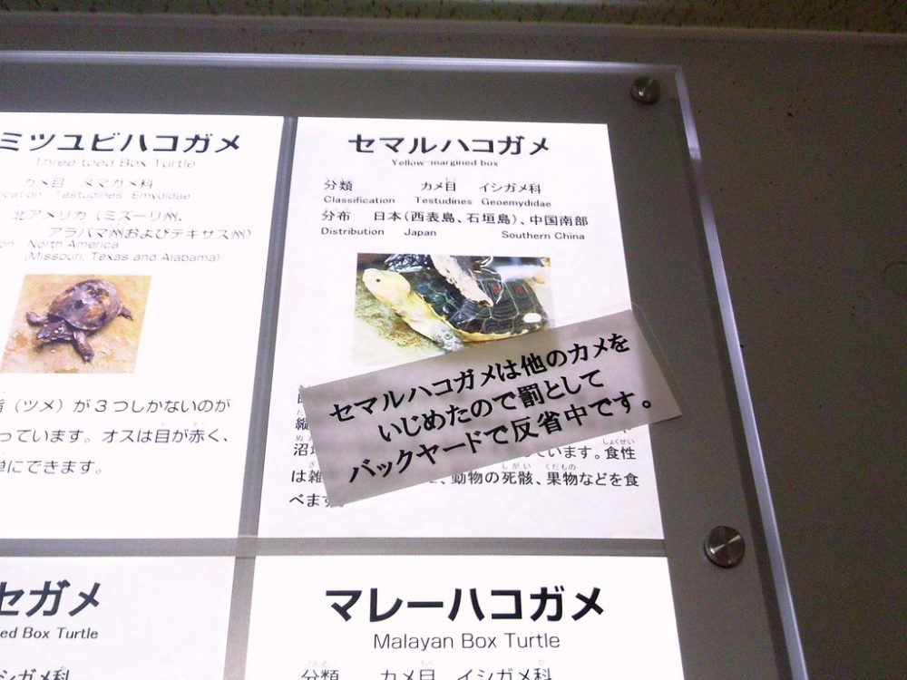 日本平動物園　は虫類館　セマルハコガメ