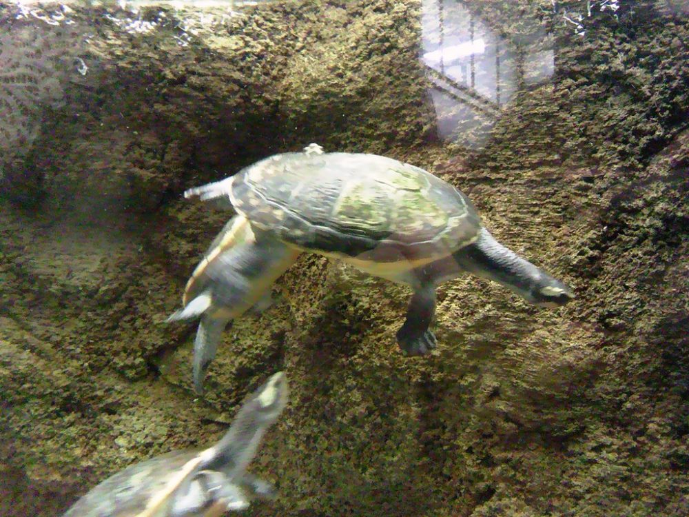 日本平動物園　は虫類館　亀