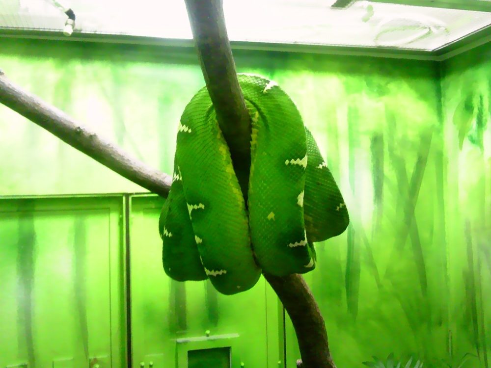 日本平動物園　は虫類館　エメラルドツリーボア