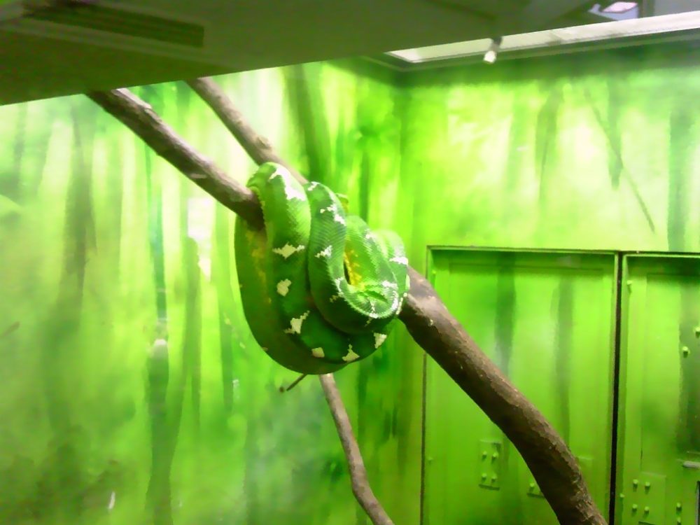 日本平動物園　は虫類館　エメラルドツリーボア2