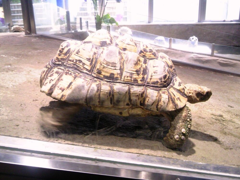 日本平動物園　は虫類館　ヒョウモンリクガメ