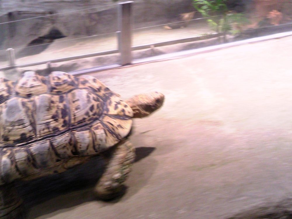 日本平動物園　は虫類館　ヒョウモンリクガメ2