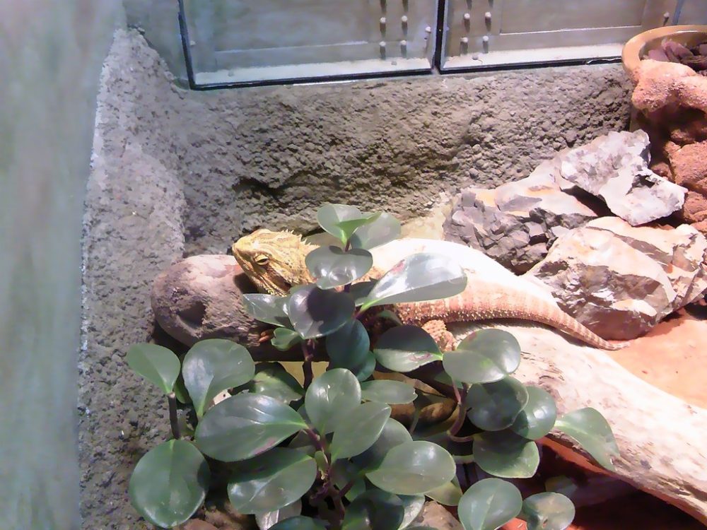 日本平動物園　は虫類館　フトアゴヒゲトカゲ