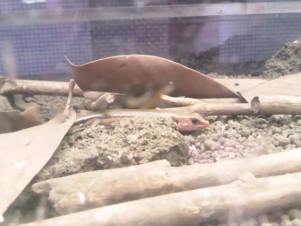 日本平動物園　は虫類館　ヒガシニホントカゲ